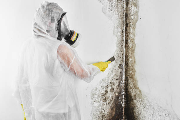 Best Bathroom Mold Remediation in New Boston, OH