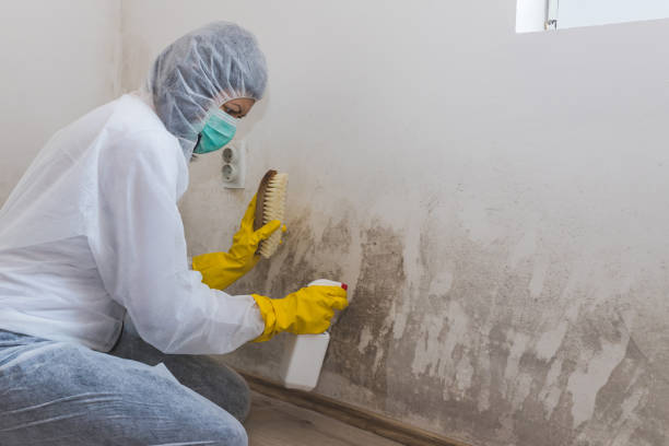 Best Crawl Space Mold Remediation in New Boston, OH