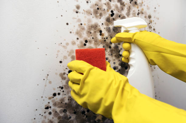 Best DIY Mold Remediation Support Services in New Boston, OH