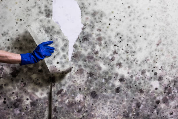 Best Bathroom Mold Remediation in New Boston, OH